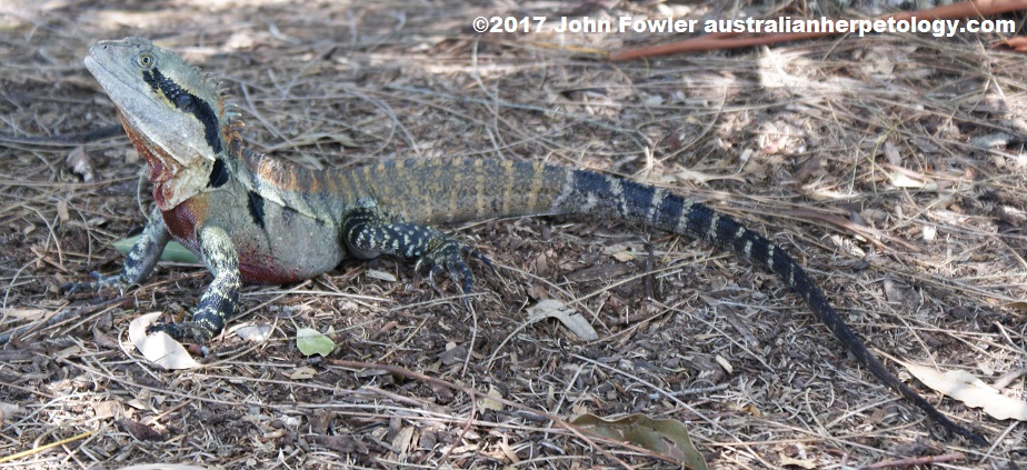 Eastern Water Dragon Intellagama lesueurii lesueurii